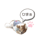 ♡チワワのアイリーくん♡（個別スタンプ：4）