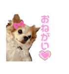 ♡チワワのアイリーくん♡（個別スタンプ：5）