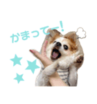 ♡チワワのアイリーくん♡（個別スタンプ：6）