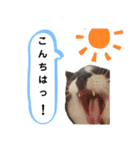セブンの日常2（猫）（個別スタンプ：1）