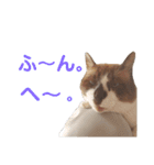 セブンの日常2（猫）（個別スタンプ：3）