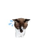 セブンの日常2（猫）（個別スタンプ：4）