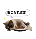 セブンの日常2（猫）（個別スタンプ：5）