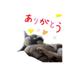 セブンの日常2（猫）（個別スタンプ：6）