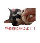 セブンの日常2（猫）（個別スタンプ：7）
