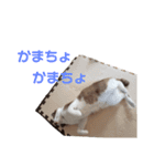 セブンの日常2（猫）（個別スタンプ：10）
