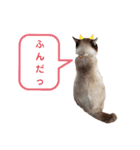 セブンの日常2（猫）（個別スタンプ：11）