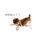セブンの日常2（猫）（個別スタンプ：12）