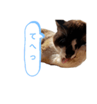 セブンの日常2（猫）（個別スタンプ：13）