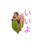 meadowたち家族専用2（個別スタンプ：2）