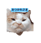 meadowたち家族専用2（個別スタンプ：7）
