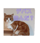 meadowたち家族専用2（個別スタンプ：30）
