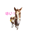 かわいい馬スタンプ（個別スタンプ：3）