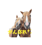 かわいい馬スタンプ（個別スタンプ：11）