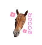 かわいい馬スタンプ（個別スタンプ：12）