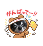 チワワのセサミ2（個別スタンプ：5）