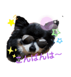 チワワのセサミ2（個別スタンプ：7）