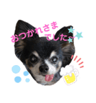 チワワのセサミ2（個別スタンプ：19）