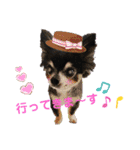 チワワのセサミ2（個別スタンプ：21）