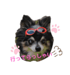 チワワのセサミ2（個別スタンプ：23）