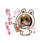 シーズー犬ぽぽ5（個別スタンプ：1）