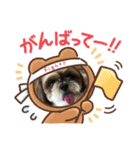 シーズー犬ぽぽ5（個別スタンプ：3）