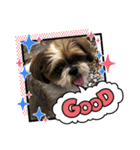 シーズー犬ぽぽ5（個別スタンプ：4）