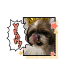 シーズー犬ぽぽ5（個別スタンプ：5）
