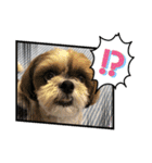 シーズー犬ぽぽ5（個別スタンプ：6）