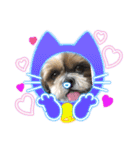 シーズー犬ぽぽ5（個別スタンプ：8）