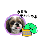 シーズー犬ぽぽ5（個別スタンプ：10）