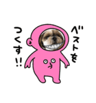シーズー犬ぽぽ5（個別スタンプ：11）