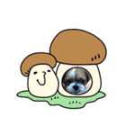 シーズー犬ぽぽ5（個別スタンプ：15）