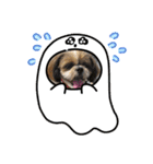 シーズー犬ぽぽ5（個別スタンプ：16）