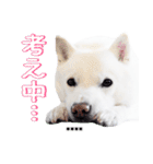 毎日使える♬ かわいい北海道犬スタンプ（個別スタンプ：19）