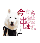 毎日使える♬ かわいい北海道犬スタンプ（個別スタンプ：22）