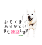 毎日使える♬ かわいい北海道犬スタンプ（個別スタンプ：32）