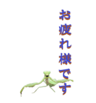 仕事用で使う言葉をカマキリから3～BIG（個別スタンプ：1）