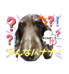 ダックスたまらん  番外編（個別スタンプ：1）