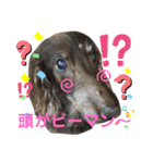 ダックスたまらん  番外編（個別スタンプ：8）