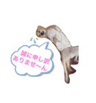 雑種さくら（個別スタンプ：1）