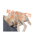 雑種さくら（個別スタンプ：3）