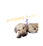 雑種さくら（個別スタンプ：6）