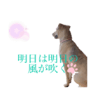 雑種さくら（個別スタンプ：7）