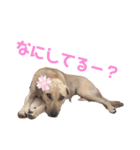 雑種さくら（個別スタンプ：8）