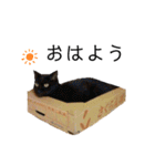 猫のぷみ ③（個別スタンプ：9）