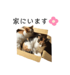 猫のぷみ ③（個別スタンプ：15）