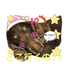 ダックスたまらん  可愛すぎるセリフ（個別スタンプ：2）
