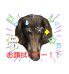 ダックスたまらん  可愛すぎるセリフ（個別スタンプ：5）