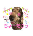 ダックスたまらん  可愛すぎるセリフ（個別スタンプ：7）